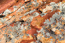 lichens on rock