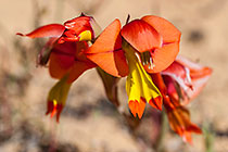 Gladiolus flowers