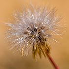 pissenlit flower