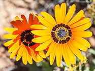 daisy flowers