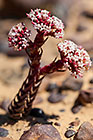 crassulaceae flowers
