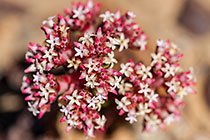 crassulaceae flowers
