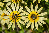 daisy flowers