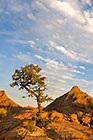 tree on rocky mountains at sunset
