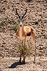 springbok standing
