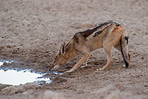 jackal drinking
