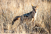 jackal standing