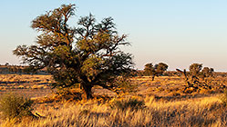 tree & dead tree at sunset