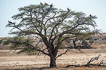 vultures in tree