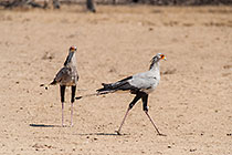 secretary birds near waterhole