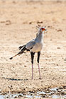 secretary birds near waterhole