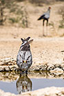 secretary bird drinking at waterhole