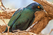 blue bird in tree