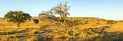 tree & dead tree on red dunes