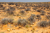 wild melon on red dunes