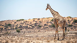 giraffes near camelthorn tree in dry riverbed