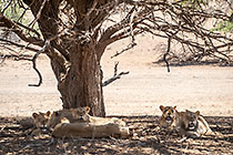 group of lions resting in shade under tree