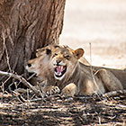 group of lions resting in shade under tree