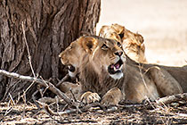 group of lions resting in shade under tree