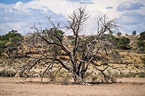 springbok walking under big tree in dry riverbed