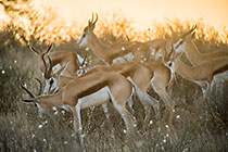 springbok grazing in bushes at sunset