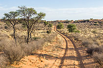 sand tracks through grass & trees on red dunes