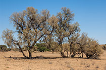 camelthorn trees in dry riverbed