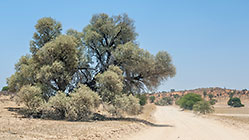 camelthorn trees along dirt road