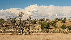 rees in dry riverbed