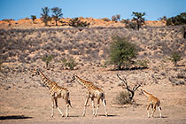 giraffes walking near camelthorn trees in dry riverbed
