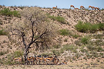 herd of springbok under camelthorn tree in dry riverbed