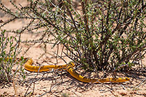 cape cobra crowling betwen bushes
