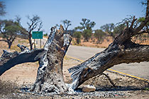 tree broken & burnt by lightstorm falling on road