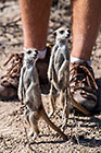 suricates standing in front of Dave shoes