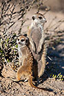 suricates sitting on tail