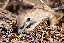 suricate eating chongololo