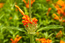 ???  wild dagga flowers & bud 