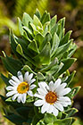 ??? Bels kruie flowers & leaves 