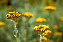 ??? flowers 