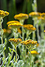 ??? flowers 