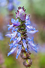 ??? flowers