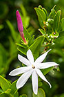 ??? wild star jasmine flower & bud