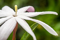 ??? wild star jasmine flower