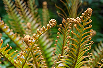 ??? fern leaves