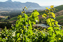 vineyards, False Bay & Kogelberg mountains