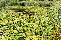 dam with nymphea