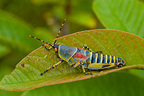 grasshopper on leaf