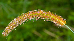 flower of plant to desinfect wounds