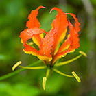 red flower