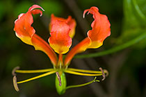red flower